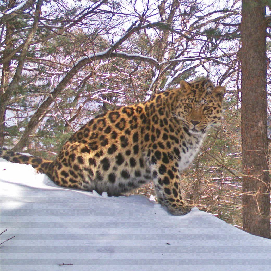 Meet the Far Eastern Leopard Leo 102M - Leopard, Far Eastern leopard, Big cats, Land of the Leopard, National park, Дальний Восток, Primorsky Krai, Animal protection, , Red Book, Phototrap, Longpost, Wild animals, Predator