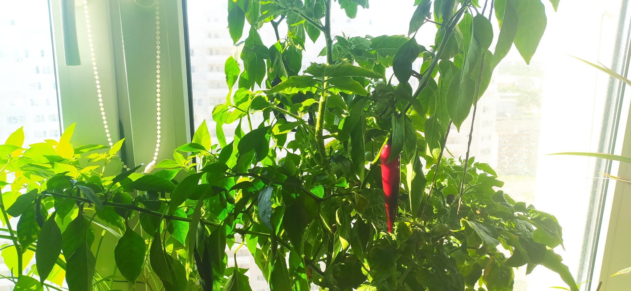 blushed - My, Pepper, Hot peppers