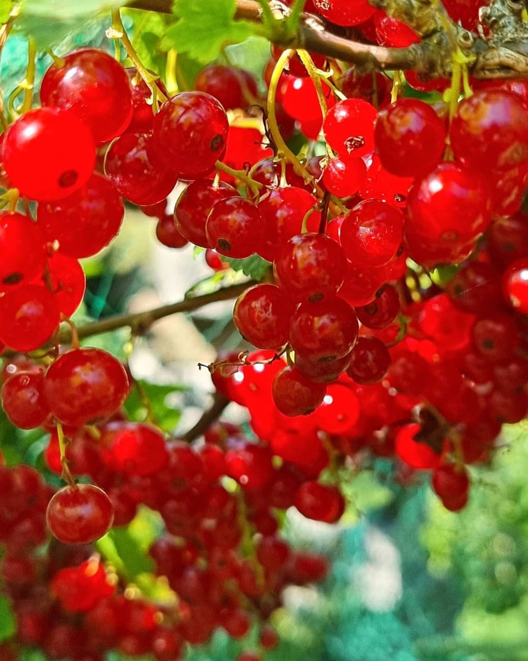 Red currants - Currant, Red Ribes, The photo, Garden, Garden, Longpost