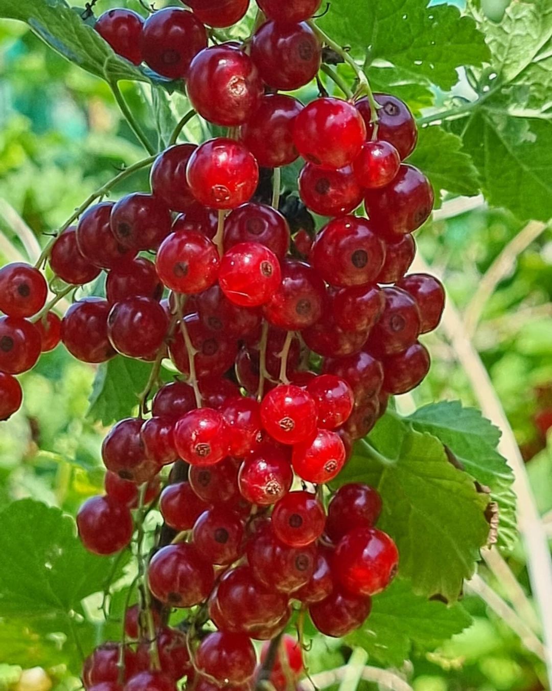 Red currants - Currant, Red Ribes, The photo, Garden, Garden, Longpost