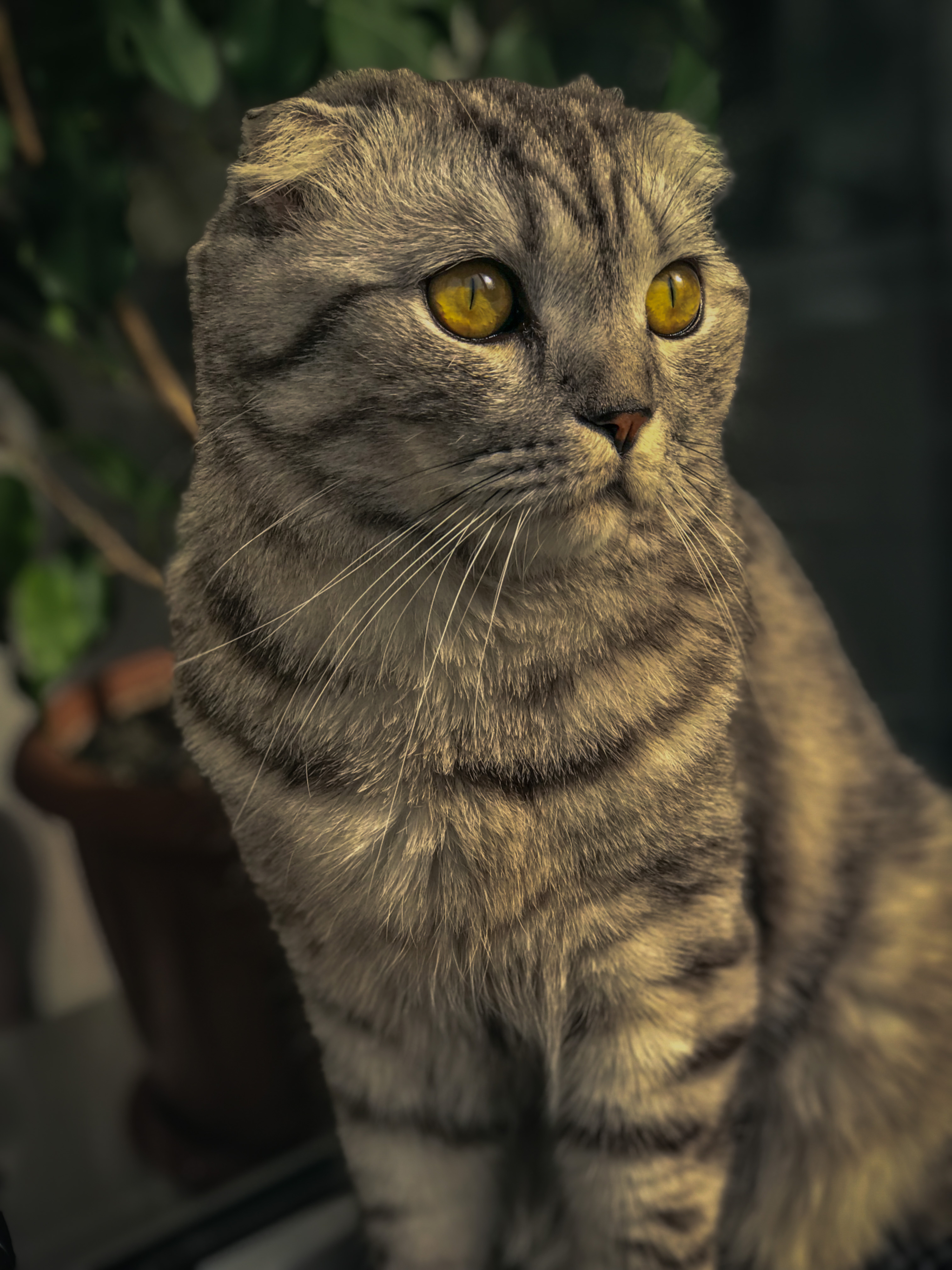 Pondered - My, cat, Scottish lop-eared, Pets