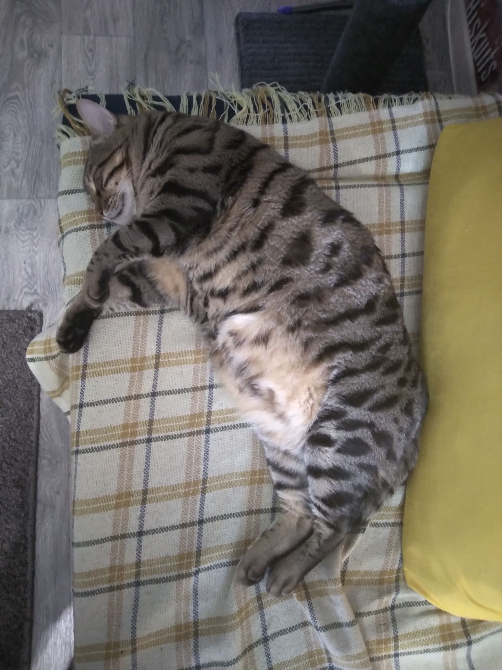 Kuzma - My, cat, Bengal cat, Fat cats, Dream