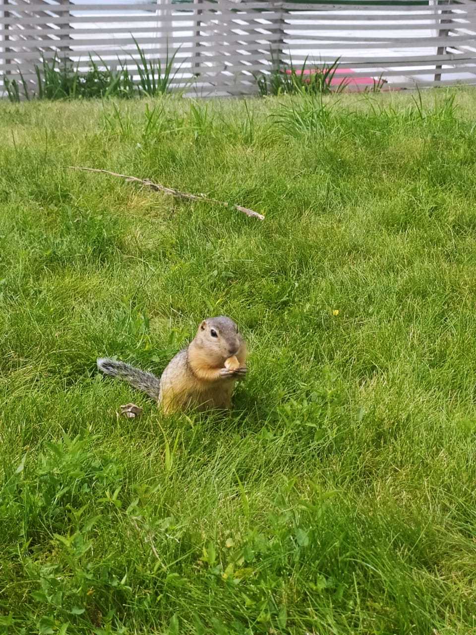 Help identify the beast! - My, Mountain Altai, Animals, Rodents, Who is this?, Longpost, Altai Republic