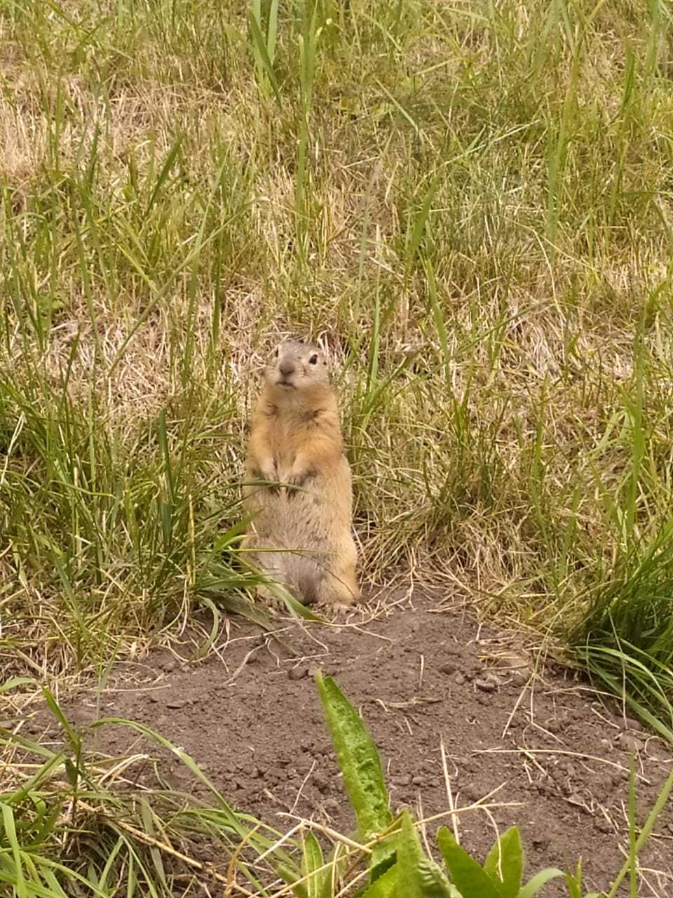 Help identify the beast! - My, Mountain Altai, Animals, Rodents, Who is this?, Longpost, Altai Republic