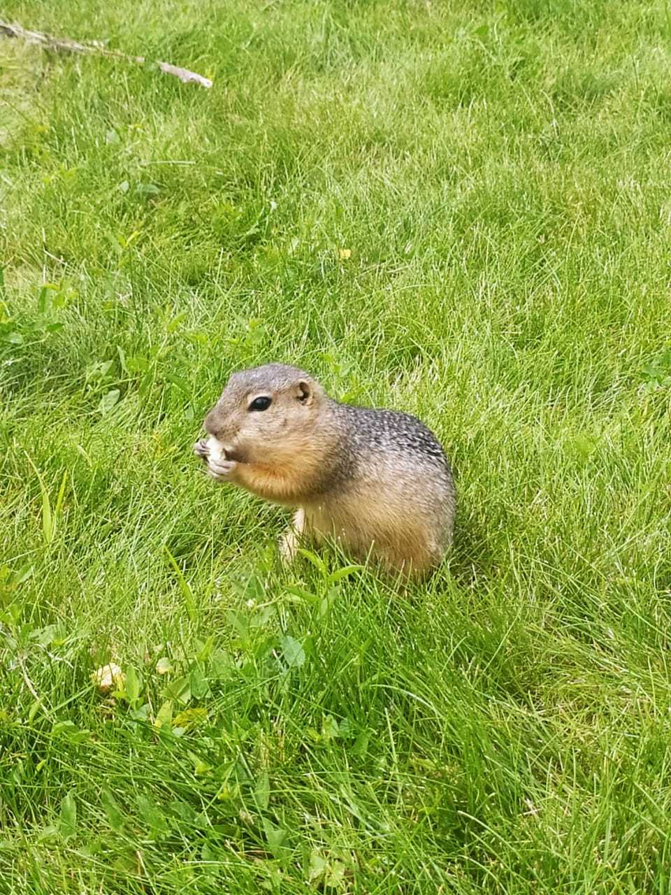 Help identify the beast! - My, Mountain Altai, Animals, Rodents, Who is this?, Longpost, Altai Republic