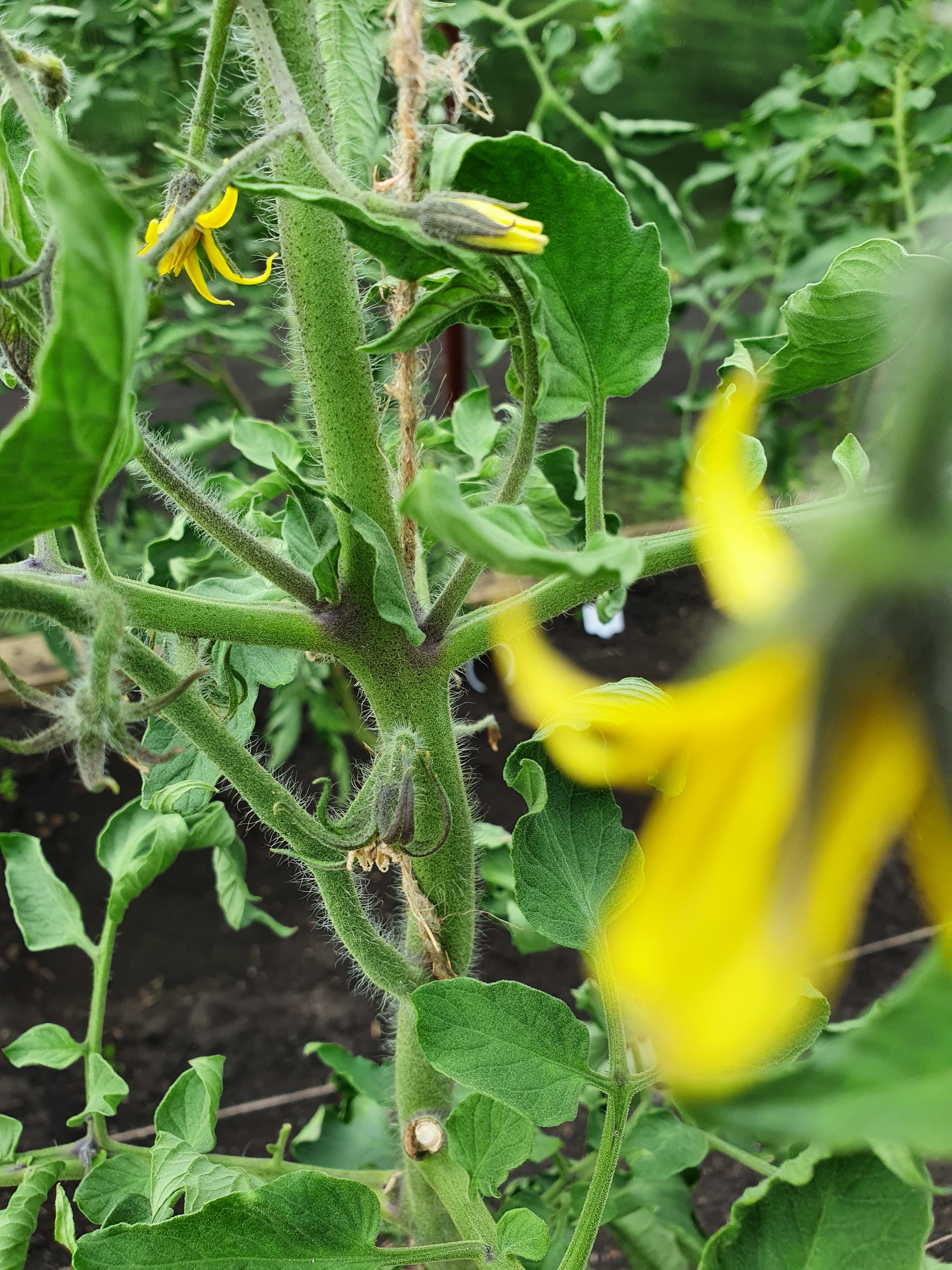 I ask for advice (growing tomatoes in a greenhouse) - Tomatoes, Greenhouse, Garden, Longpost