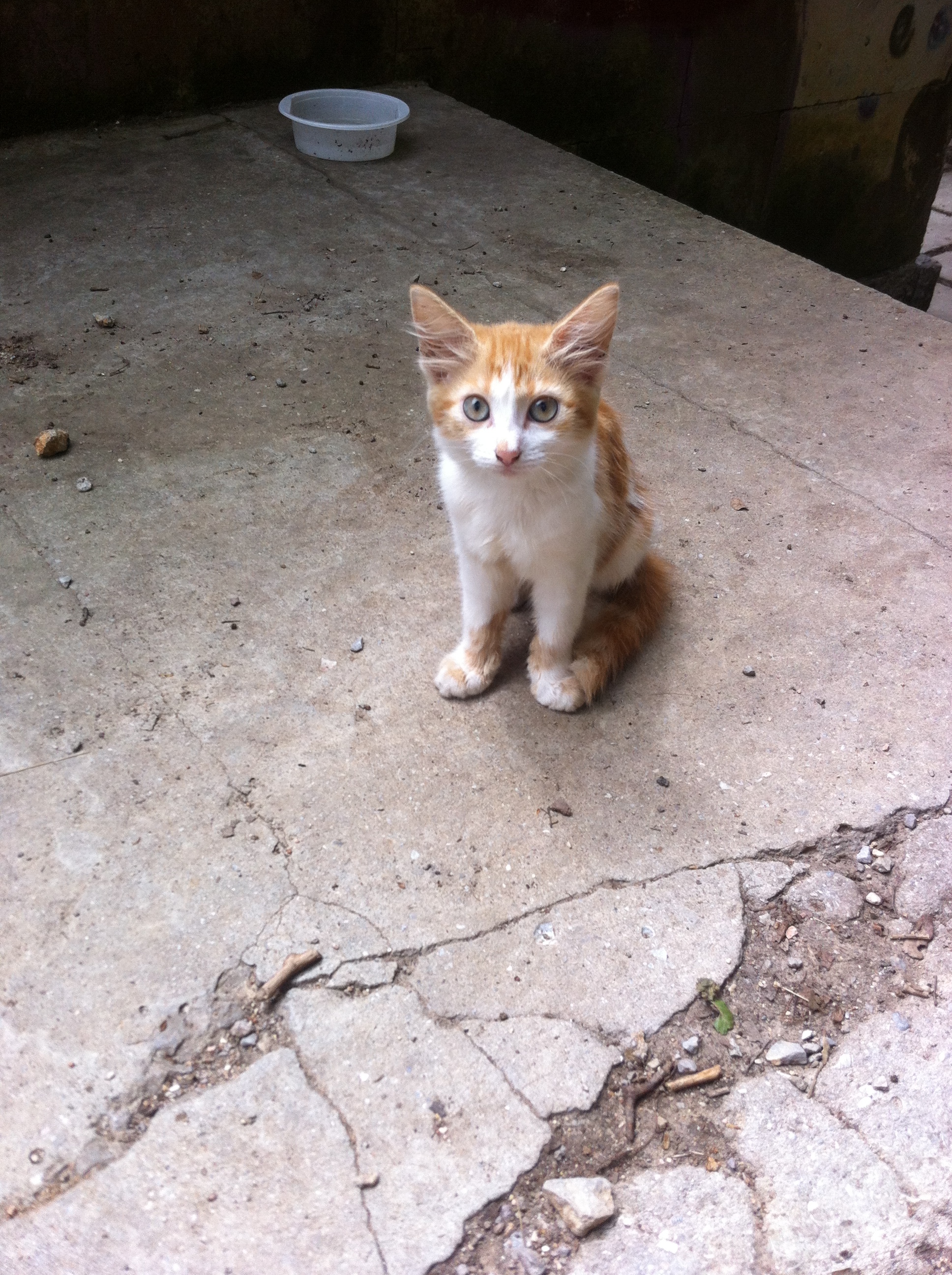 Hosts of the Solar Path - My, cat, Crimea, Mobile photography, Photo on sneaker, Longpost