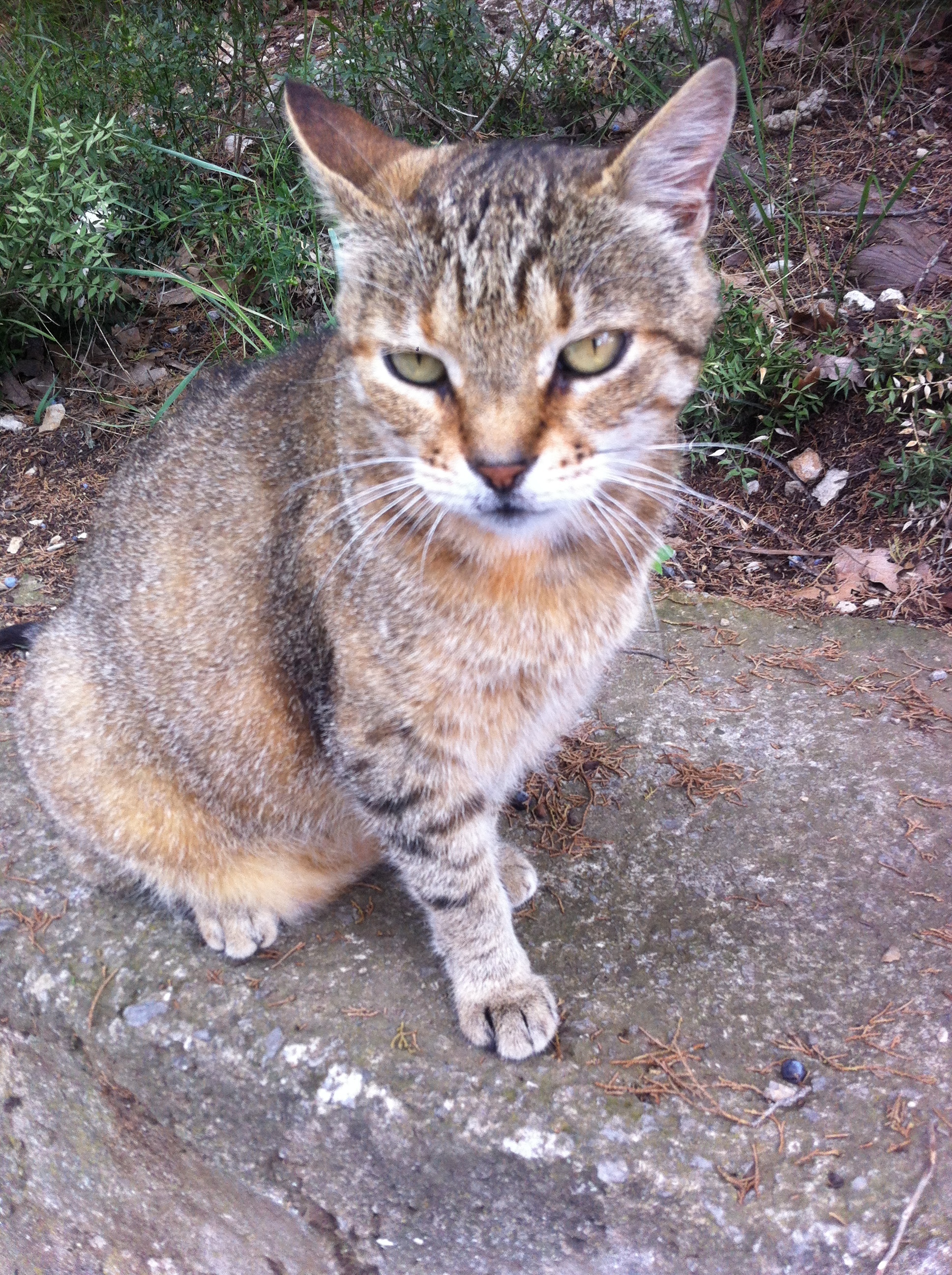 Hosts of the Solar Path - My, cat, Crimea, Mobile photography, Photo on sneaker, Longpost