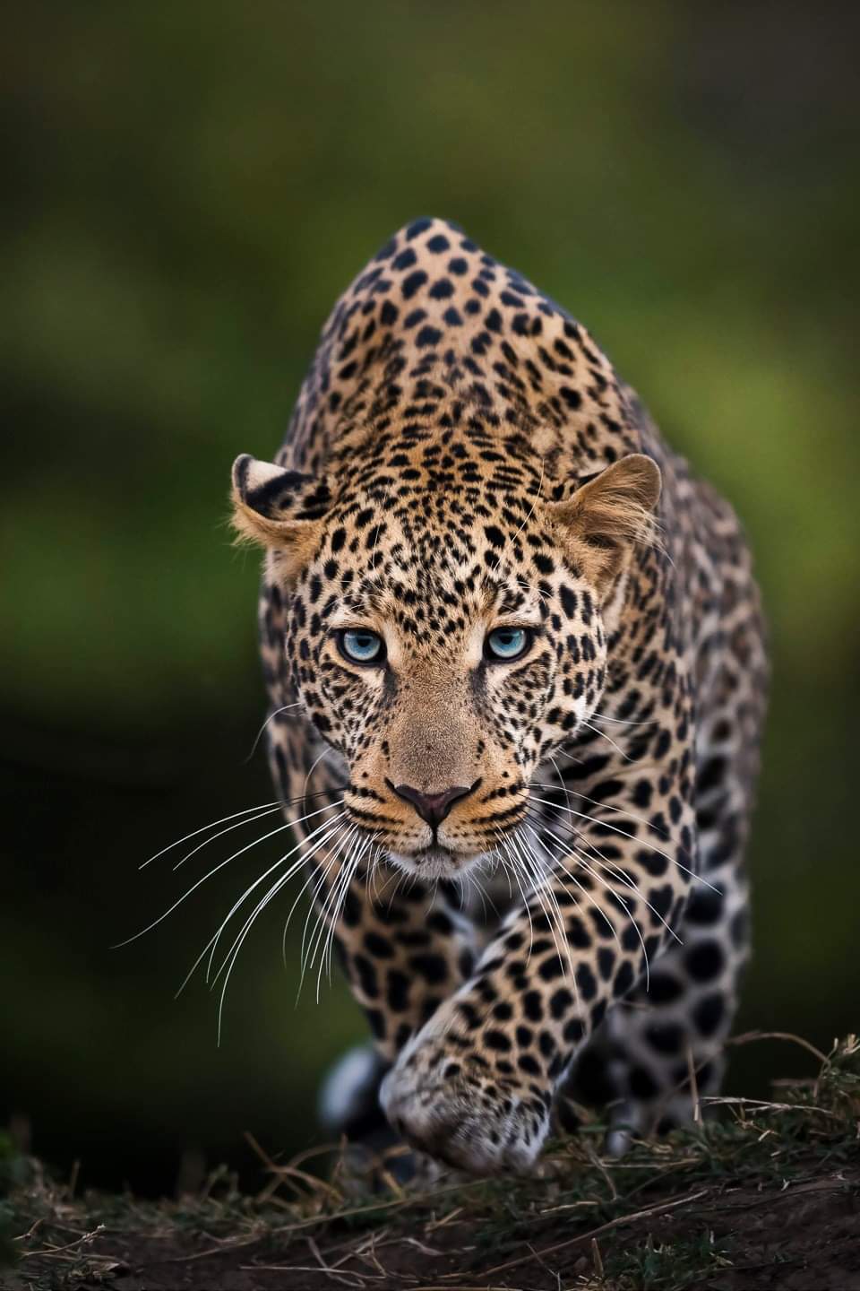 Handsome man - Big cats, The photo, Leopard, Cat family, Predator, Wild animals