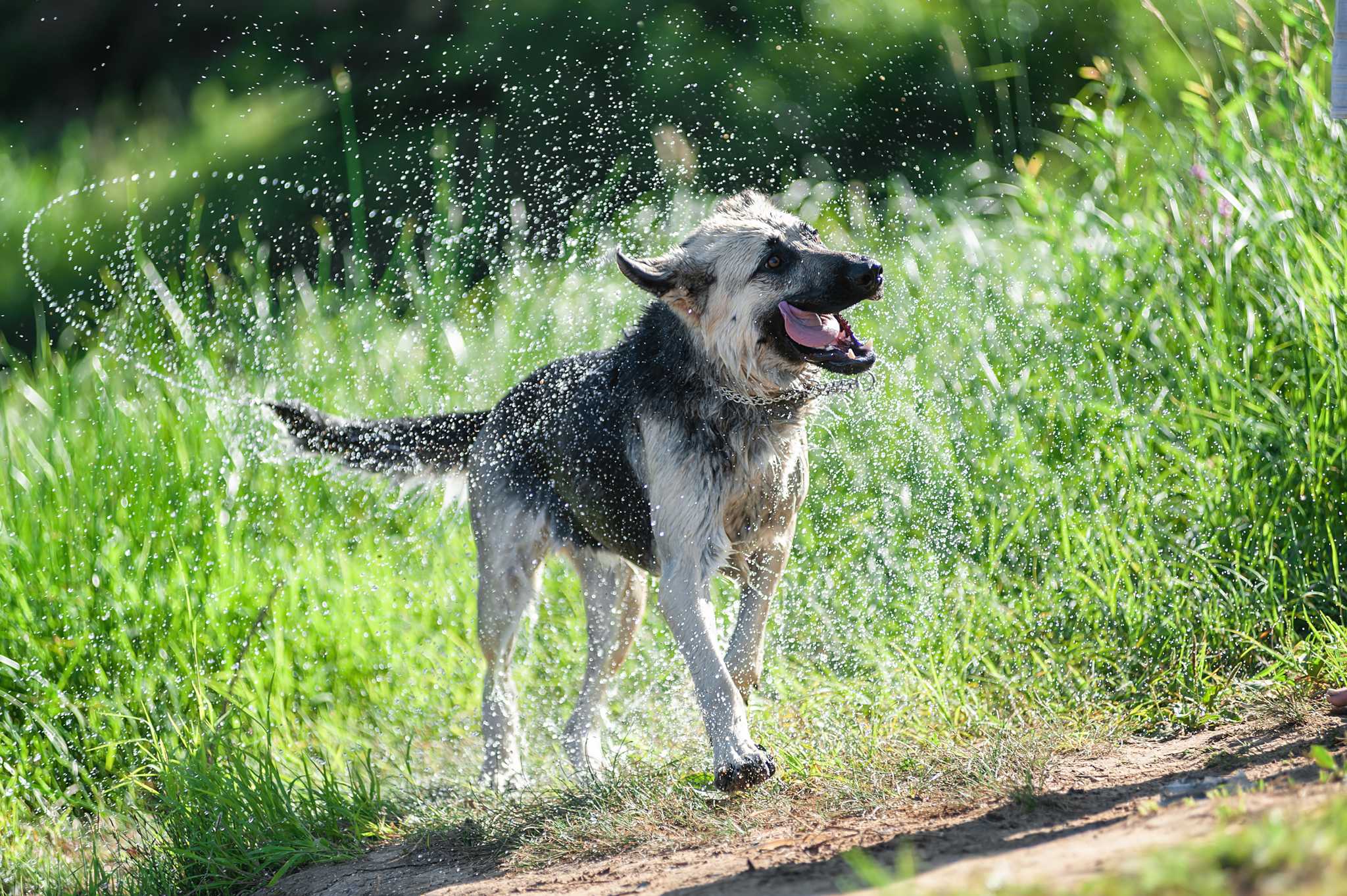 Guerra and Typhoon)) - My, The photo, Dog, Summer, Volga river, East European Shepherd, Sheepdog, Longpost