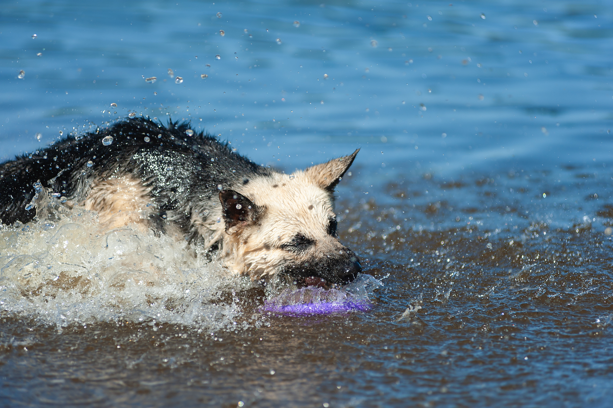 Guerra and Typhoon)) - My, The photo, Dog, Summer, Volga river, East European Shepherd, Sheepdog, Longpost