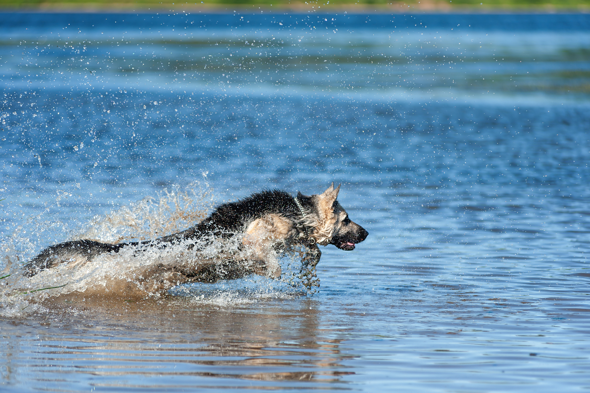 Guerra and Typhoon)) - My, The photo, Dog, Summer, Volga river, East European Shepherd, Sheepdog, Longpost