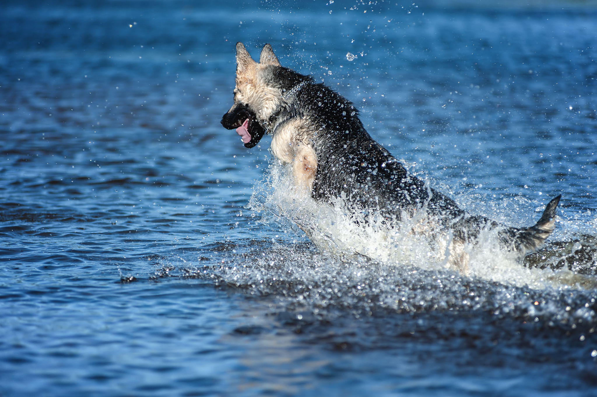 Guerra and Typhoon)) - My, The photo, Dog, Summer, Volga river, East European Shepherd, Sheepdog, Longpost