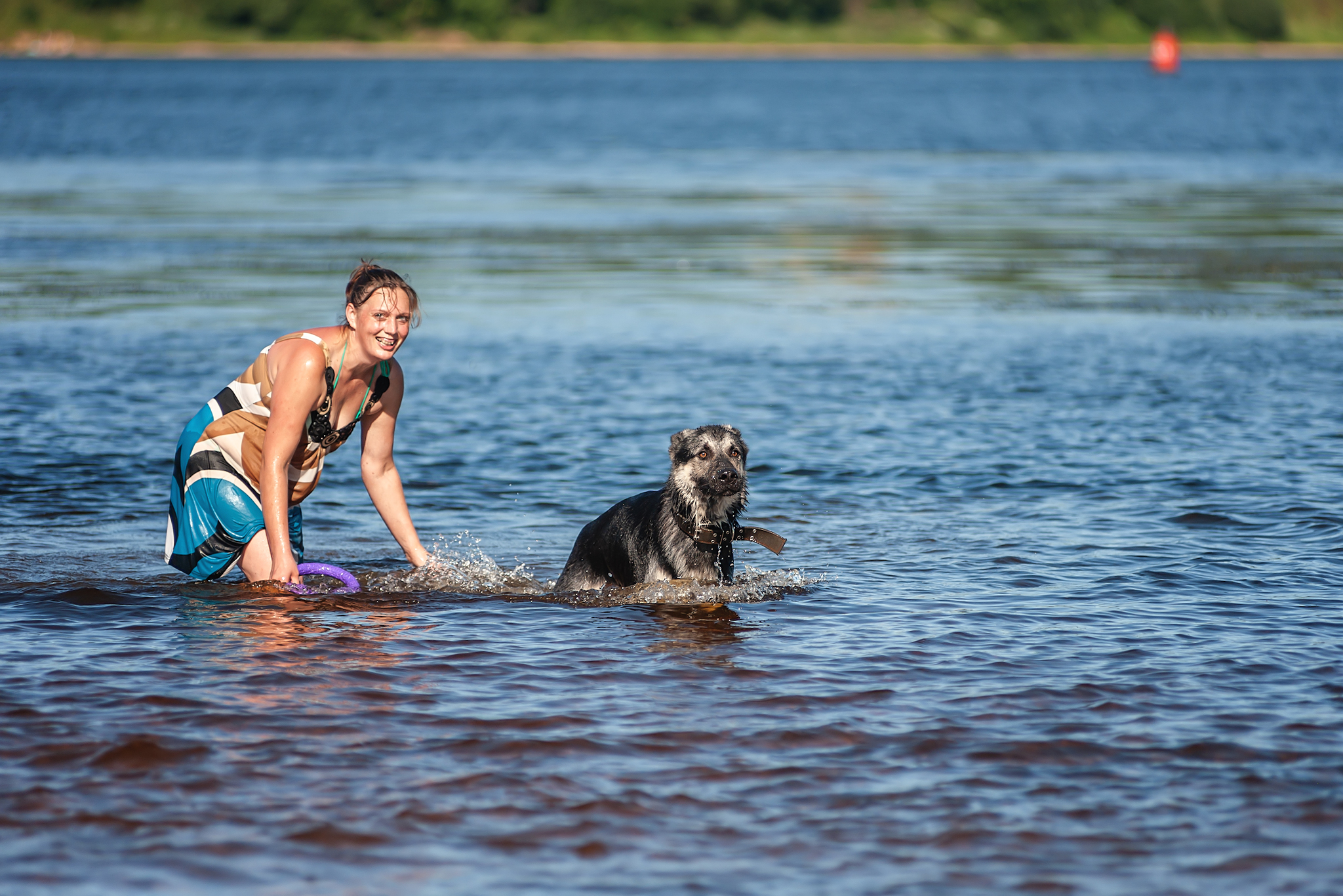 Guerra and Typhoon)) - My, The photo, Dog, Summer, Volga river, East European Shepherd, Sheepdog, Longpost