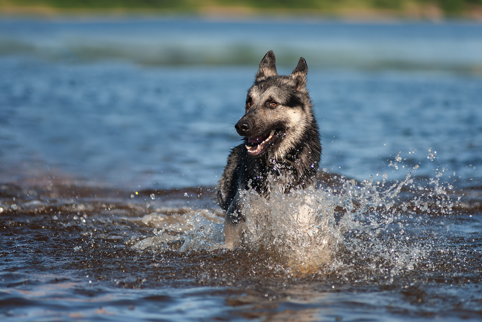 Guerra and Typhoon)) - My, The photo, Dog, Summer, Volga river, East European Shepherd, Sheepdog, Longpost