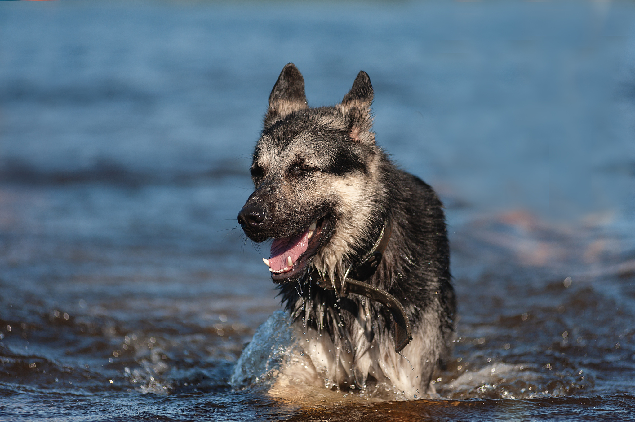 Guerra and Typhoon)) - My, The photo, Dog, Summer, Volga river, East European Shepherd, Sheepdog, Longpost