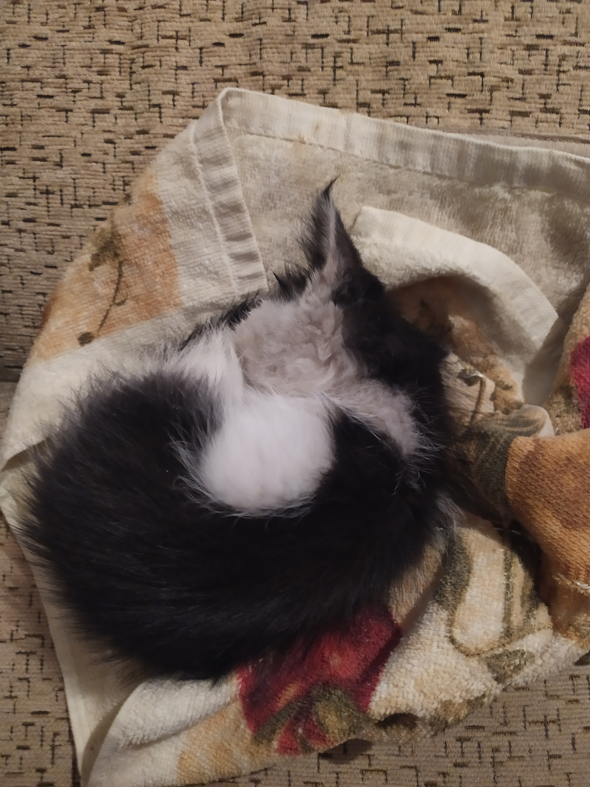 I will give an affectionate kitten in good hands. Almaty - My, Kittens, cat, In good hands, Almaty, Kazakhstan, No rating, Longpost