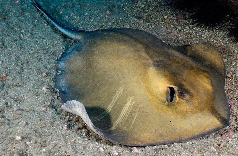 In the Kherson region, a sea stingray injured a vacationer - Kherson, Stingray, Seagulls, Help