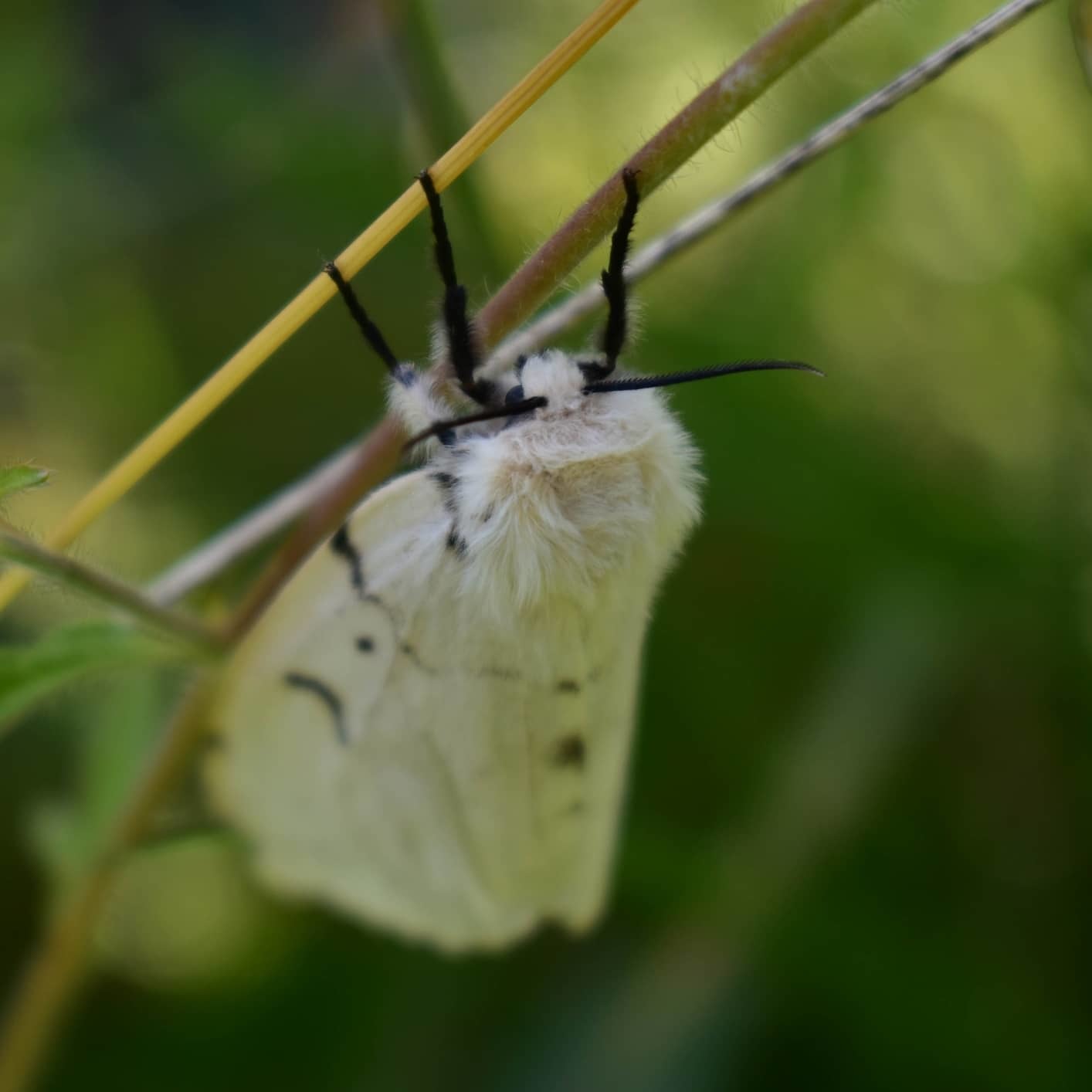 Sleeping wanderer - My, Nature, The photo, Field, Travel across Russia, Bashkortostan, Butterfly