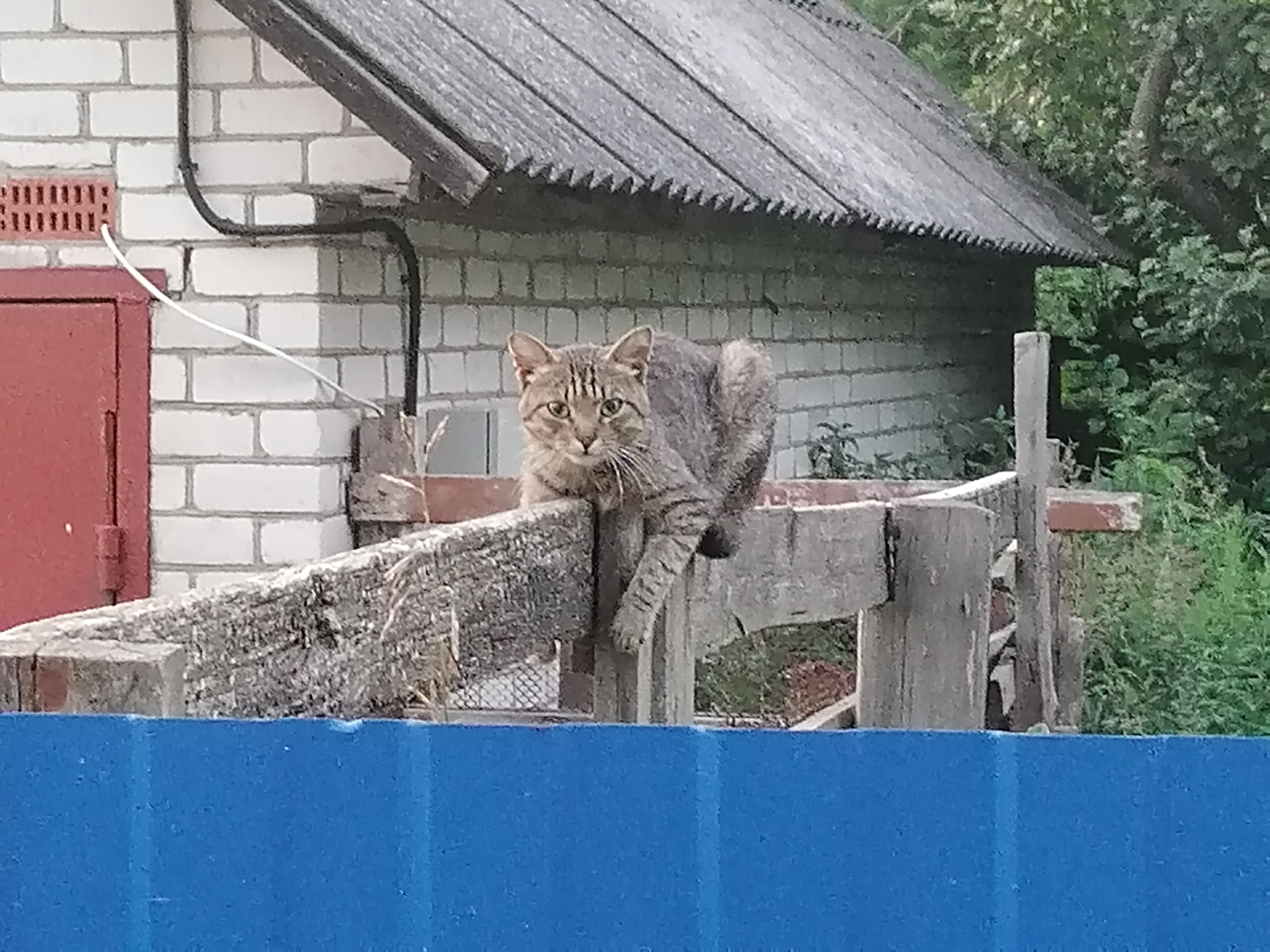 tired of the sun) - My, cat, Fence, Eyes, Summer