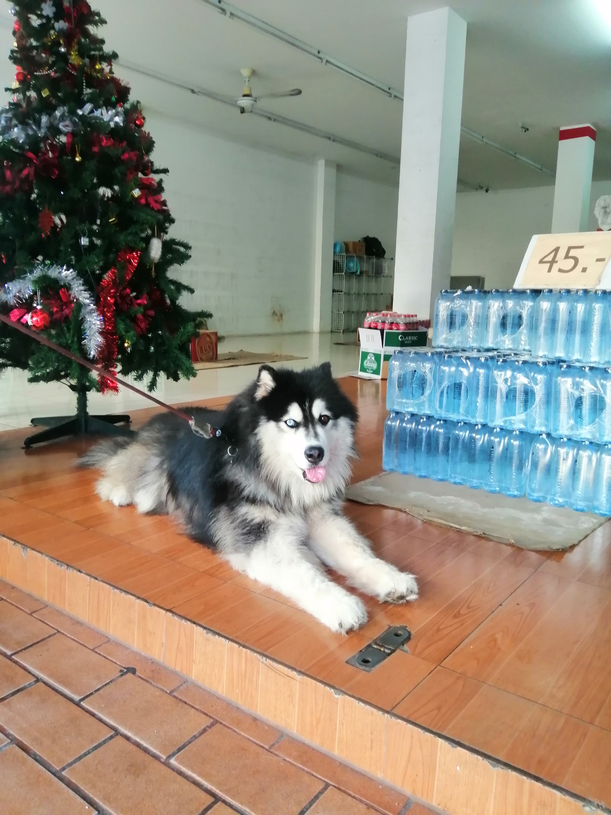 Heterochromic Malamute - My, Thailand, Dog, Heterochromia, Mobile photography, Longpost, Malamouth