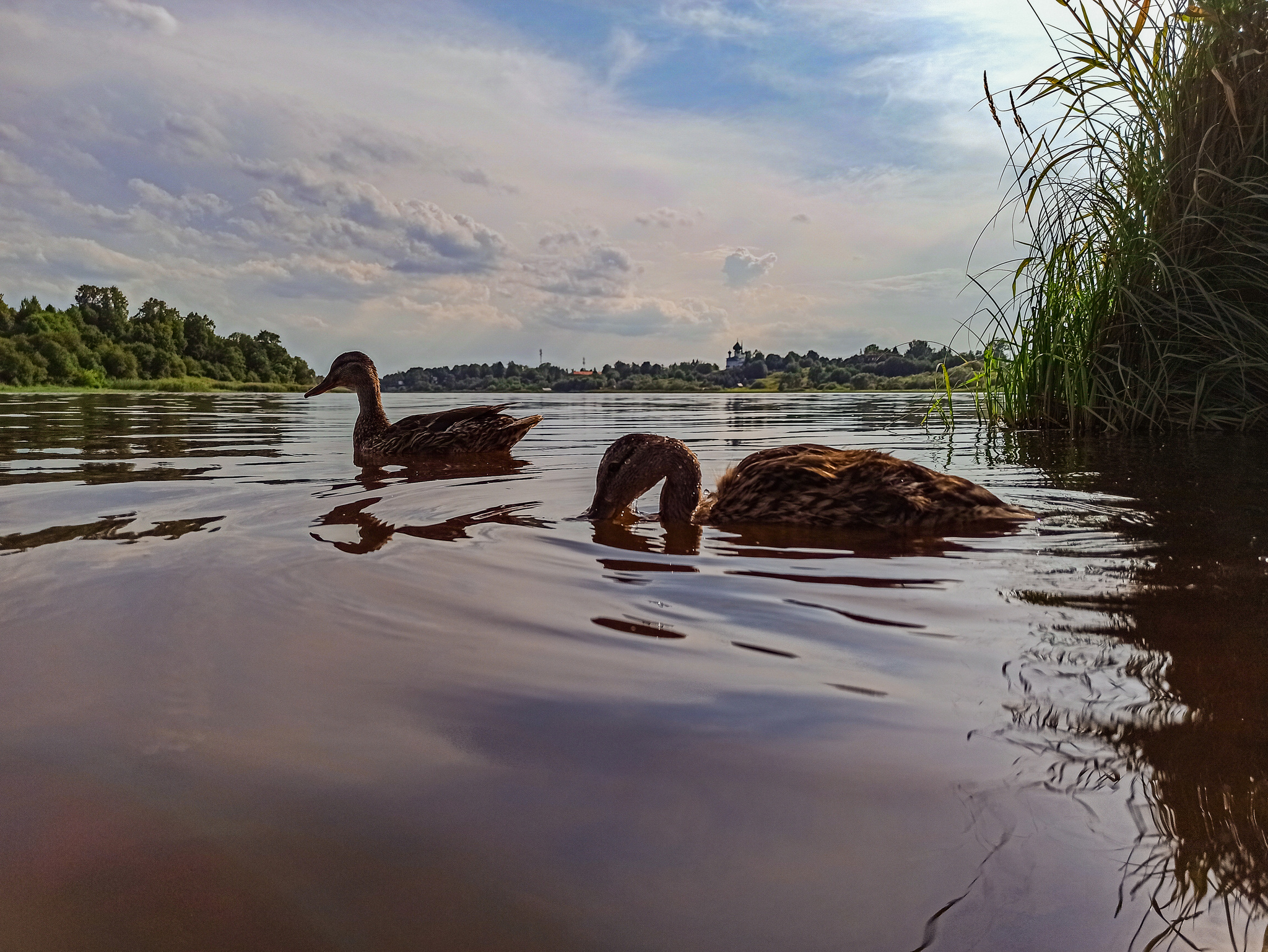 Благодать - Река Волхов, Фотография, Утка