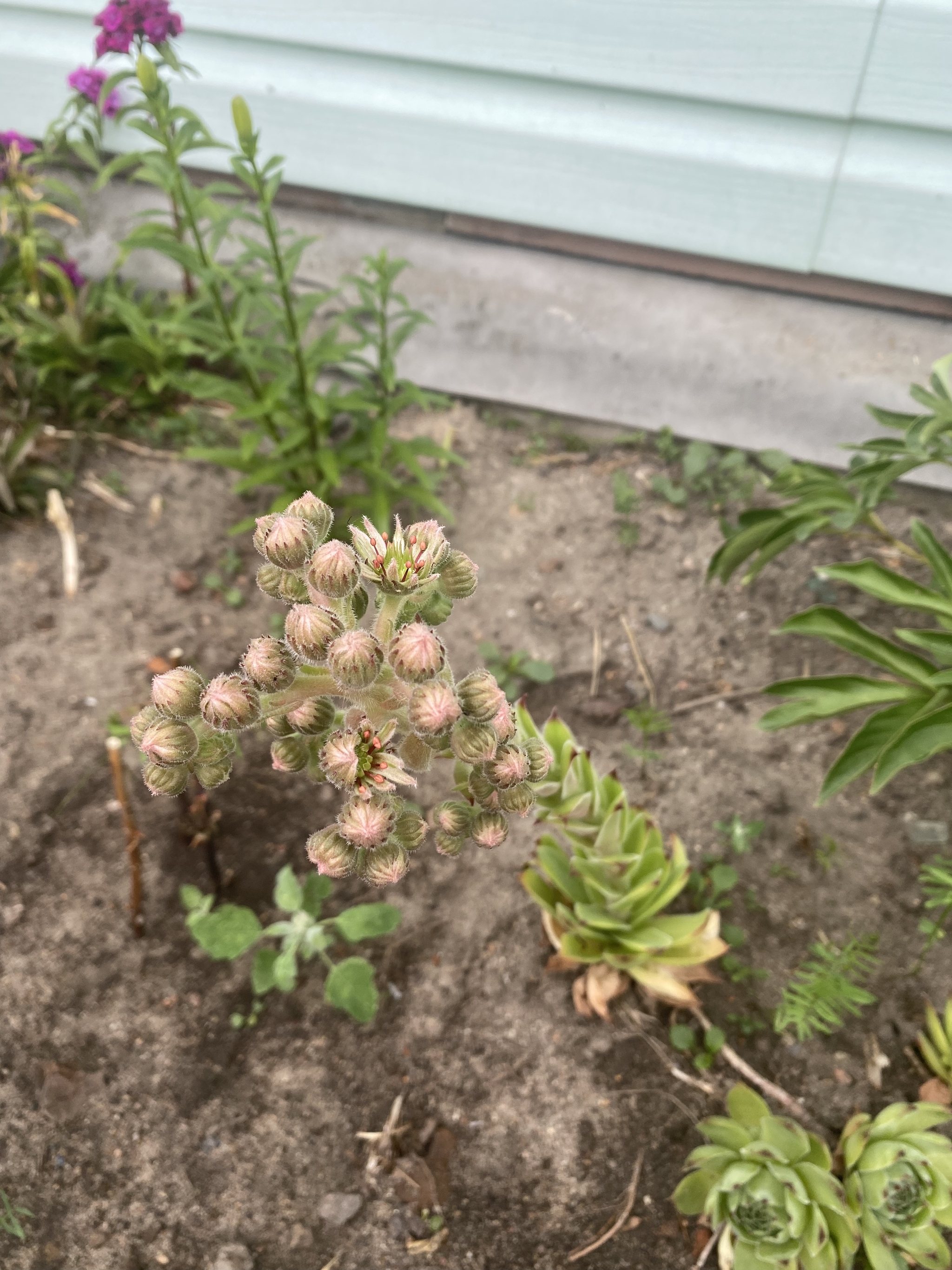 Flowering succulent - My, Succulents, Plants, Interesting, The photo, Longpost, Bloom, Flowers, Houseplants