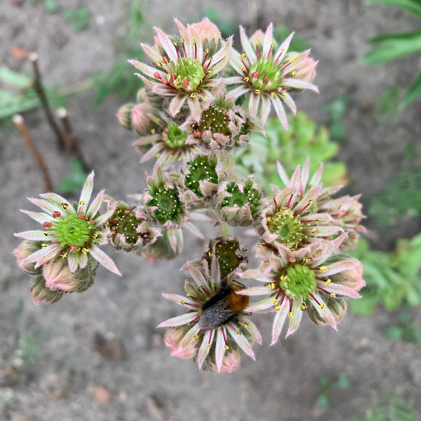 Flowering succulent - My, Succulents, Plants, Interesting, The photo, Longpost, Bloom, Flowers, Houseplants