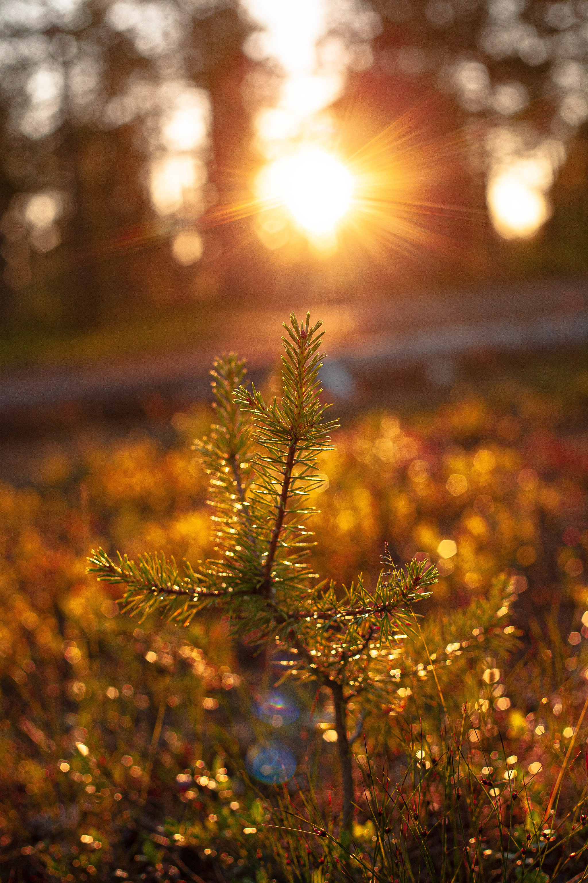 Evening in the forest - My, Forest, Christmas trees, The sun, Evening, Nature, The photo