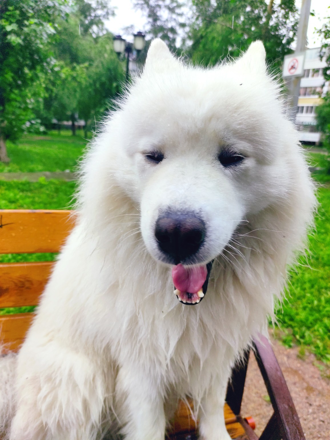 I like walking in the rain, but it's better to sleep at home))) - My, Samoyed, Dog, Funny animals, Pets, Rain, Longpost