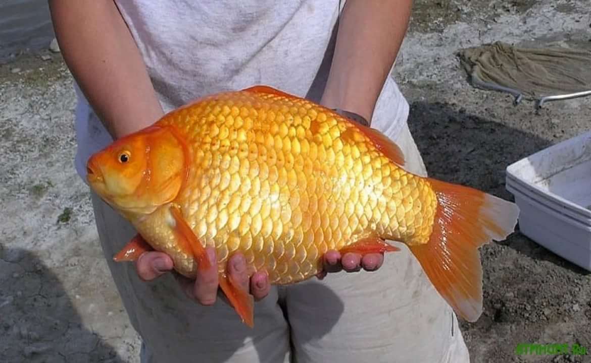Золотые Рыбы Фото
