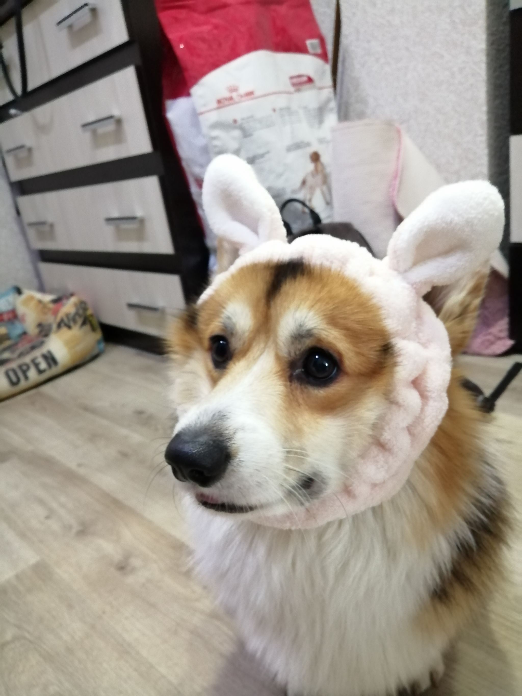 The most serious shepherd - My, Welsh corgi pembroke, Milota, Ears, Dog, Longpost, The photo