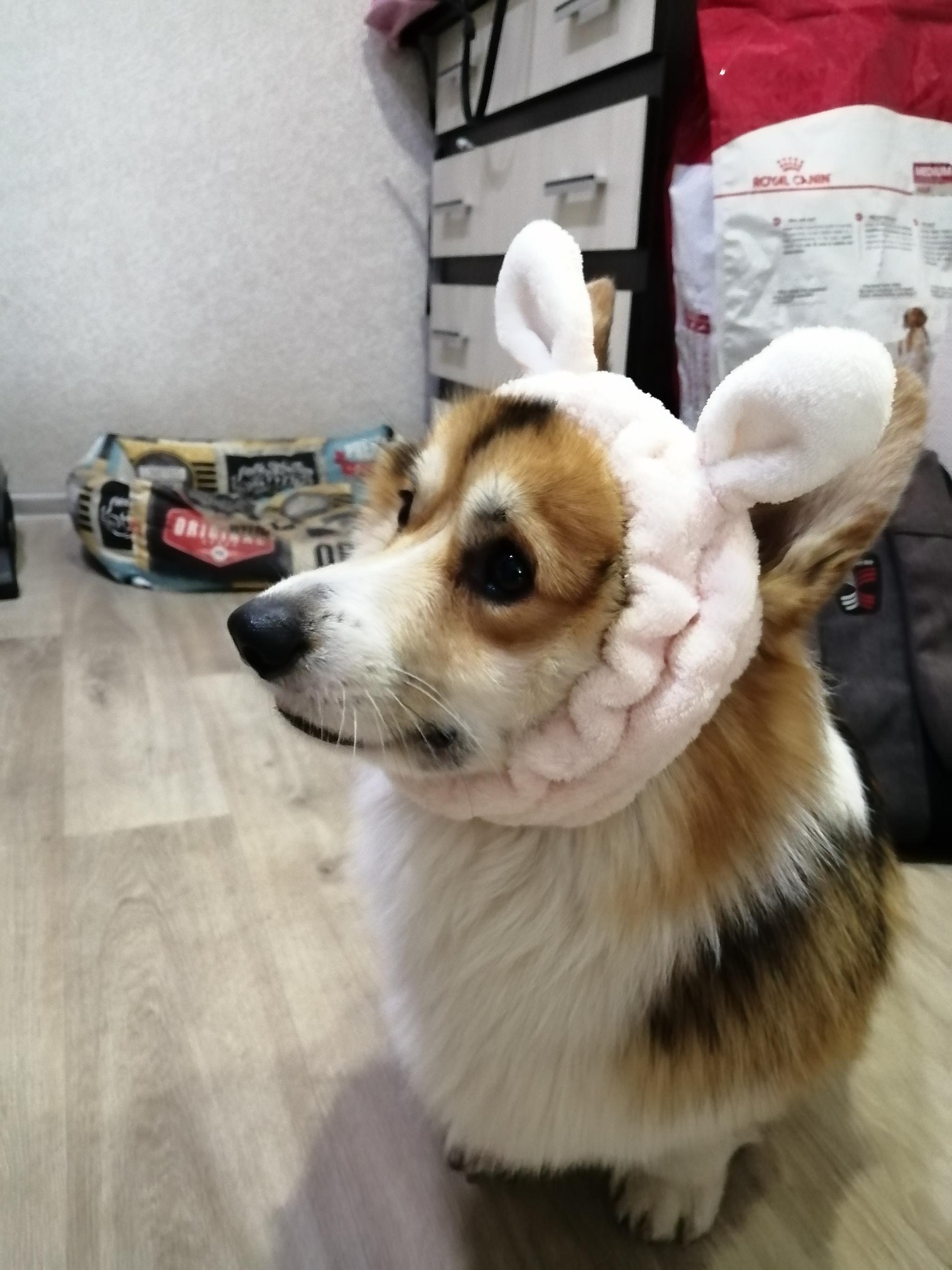 The most serious shepherd - My, Welsh corgi pembroke, Milota, Ears, Dog, Longpost, The photo