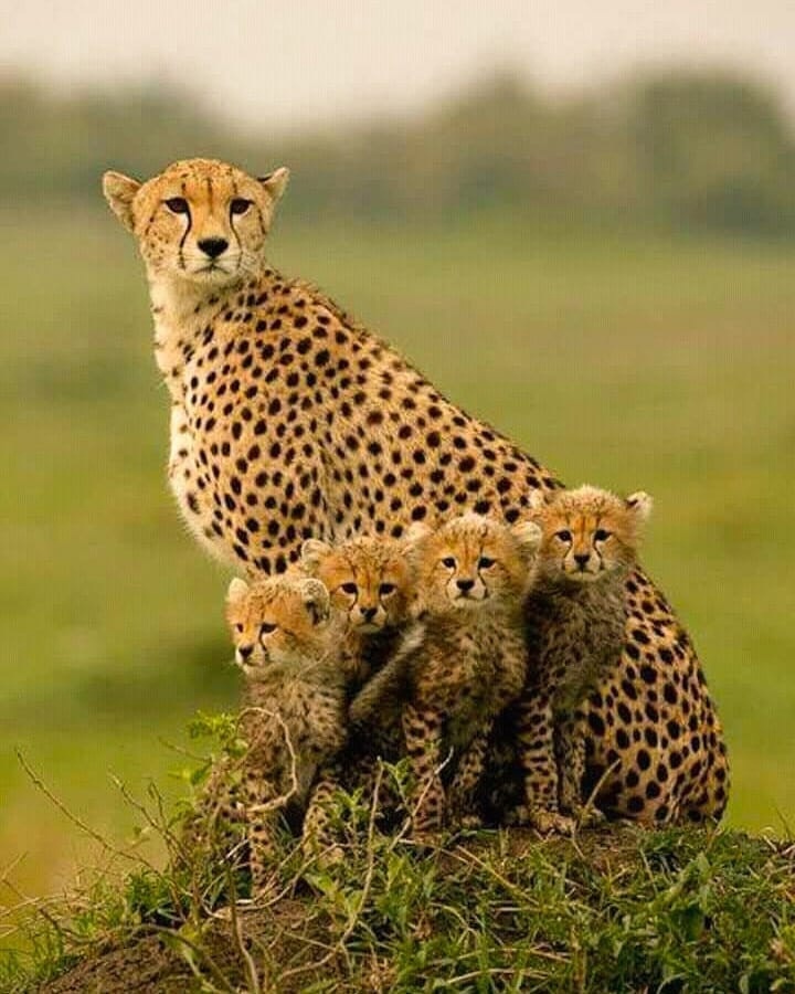 Family - Cheetah, Small cats, Cat family, Wild animals, The photo