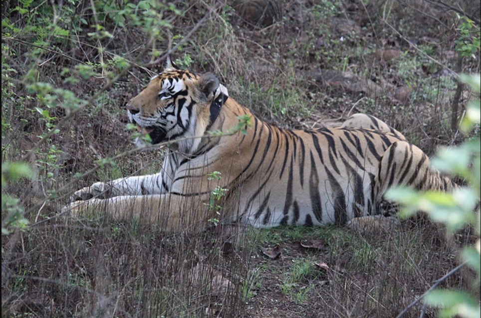 A tiger from the reserve took care of four cubs after the death of their mother - Tiger, Tiger cubs, Big cats, Cat family, Reserves and sanctuaries, India, Wild animals, Milota, , Interesting, Positive, Video, Longpost, Bengal tiger, Predator