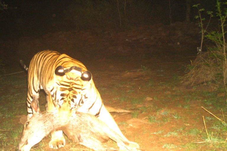 A tiger from the reserve took care of four cubs after the death of their mother - Tiger, Tiger cubs, Big cats, Cat family, Reserves and sanctuaries, India, Wild animals, Milota, , Interesting, Positive, Video, Longpost, Bengal tiger, Predator