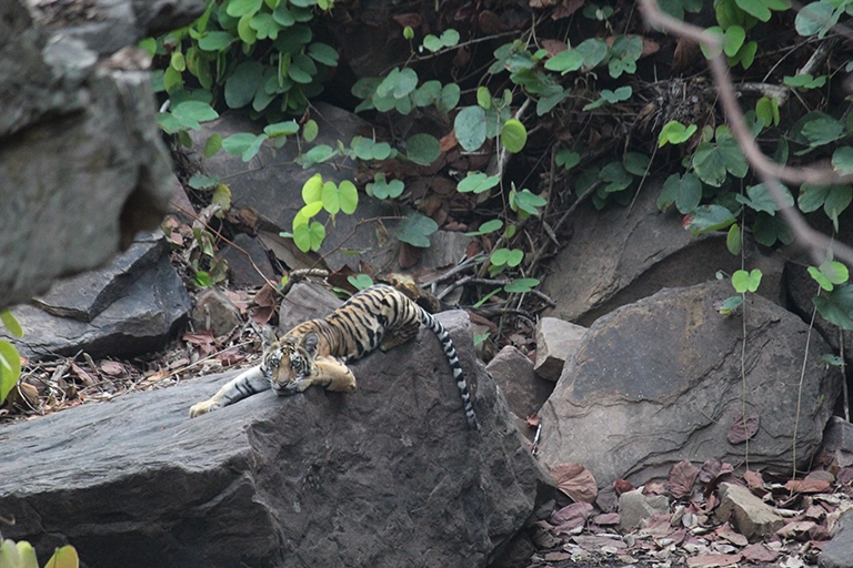 A tiger from the reserve took care of four cubs after the death of their mother - Tiger, Tiger cubs, Big cats, Cat family, Reserves and sanctuaries, India, Wild animals, Milota, , Interesting, Positive, Video, Longpost, Bengal tiger, Predator