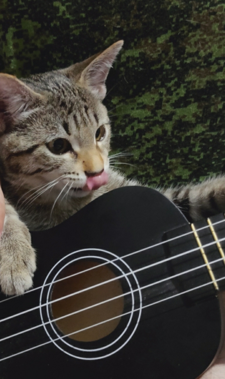 Tomcat - My, cat, Guitar, Ukulele, Animals