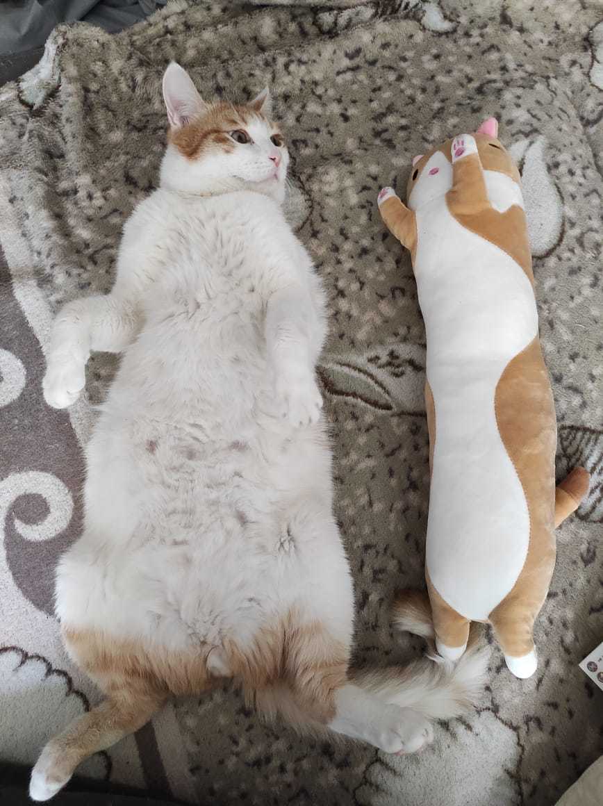 Find differences))) - My, Fat cats, The bone is fluffy, Milota, Longpost, cat