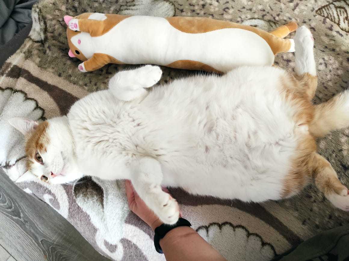 Find differences))) - My, Fat cats, The bone is fluffy, Milota, Longpost, cat