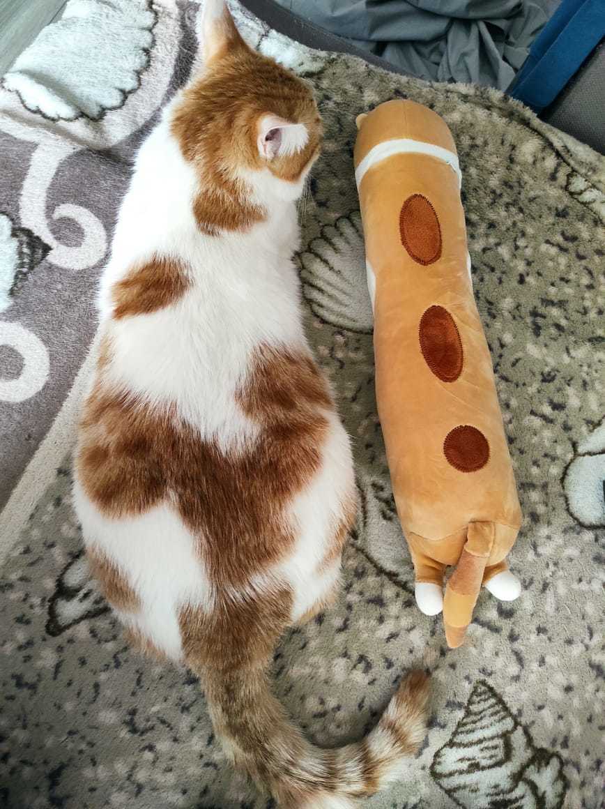 Find differences))) - My, Fat cats, The bone is fluffy, Milota, Longpost, cat