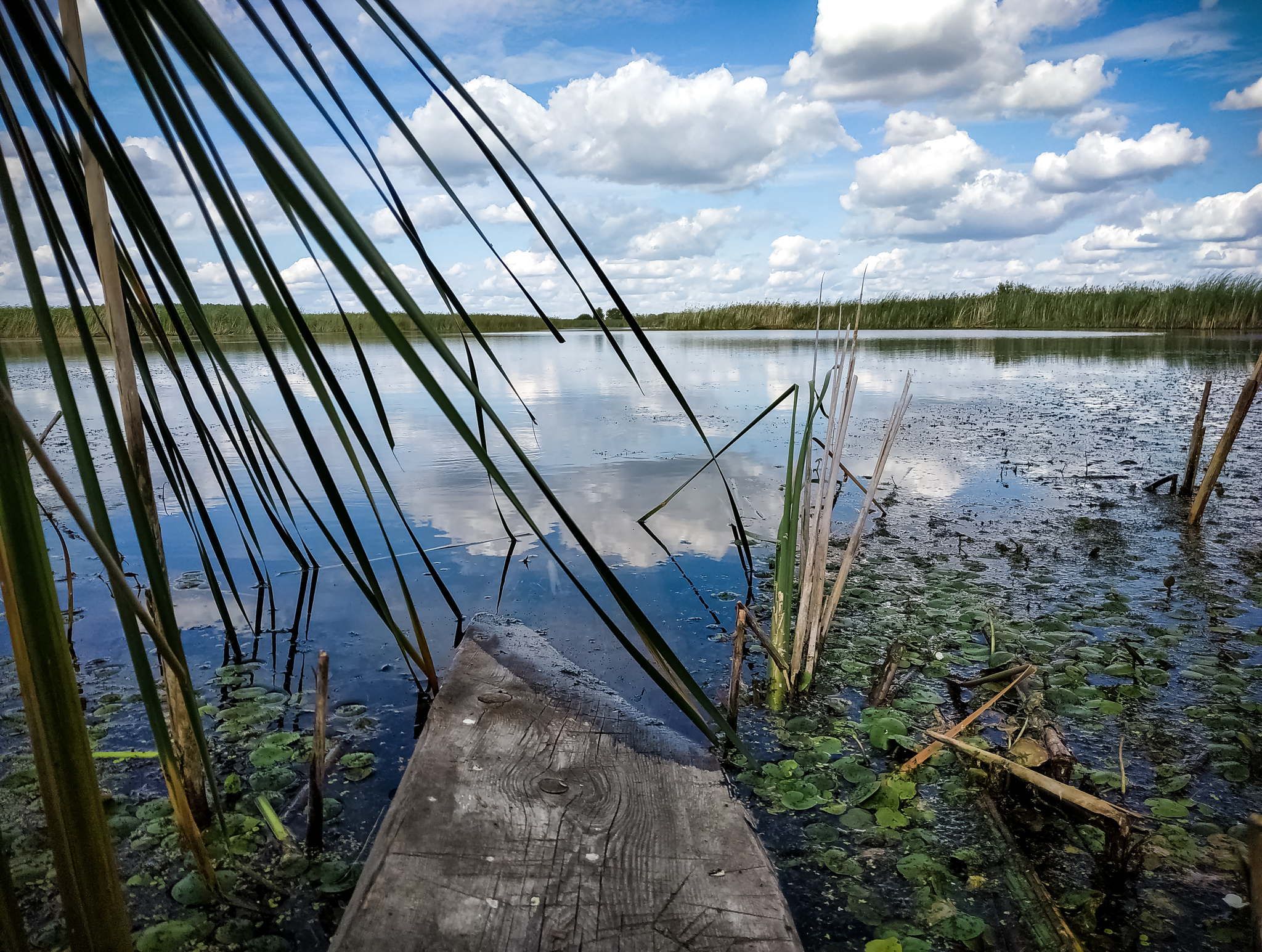 Silence - My, The photo, Mobile photography, Pond, Lake