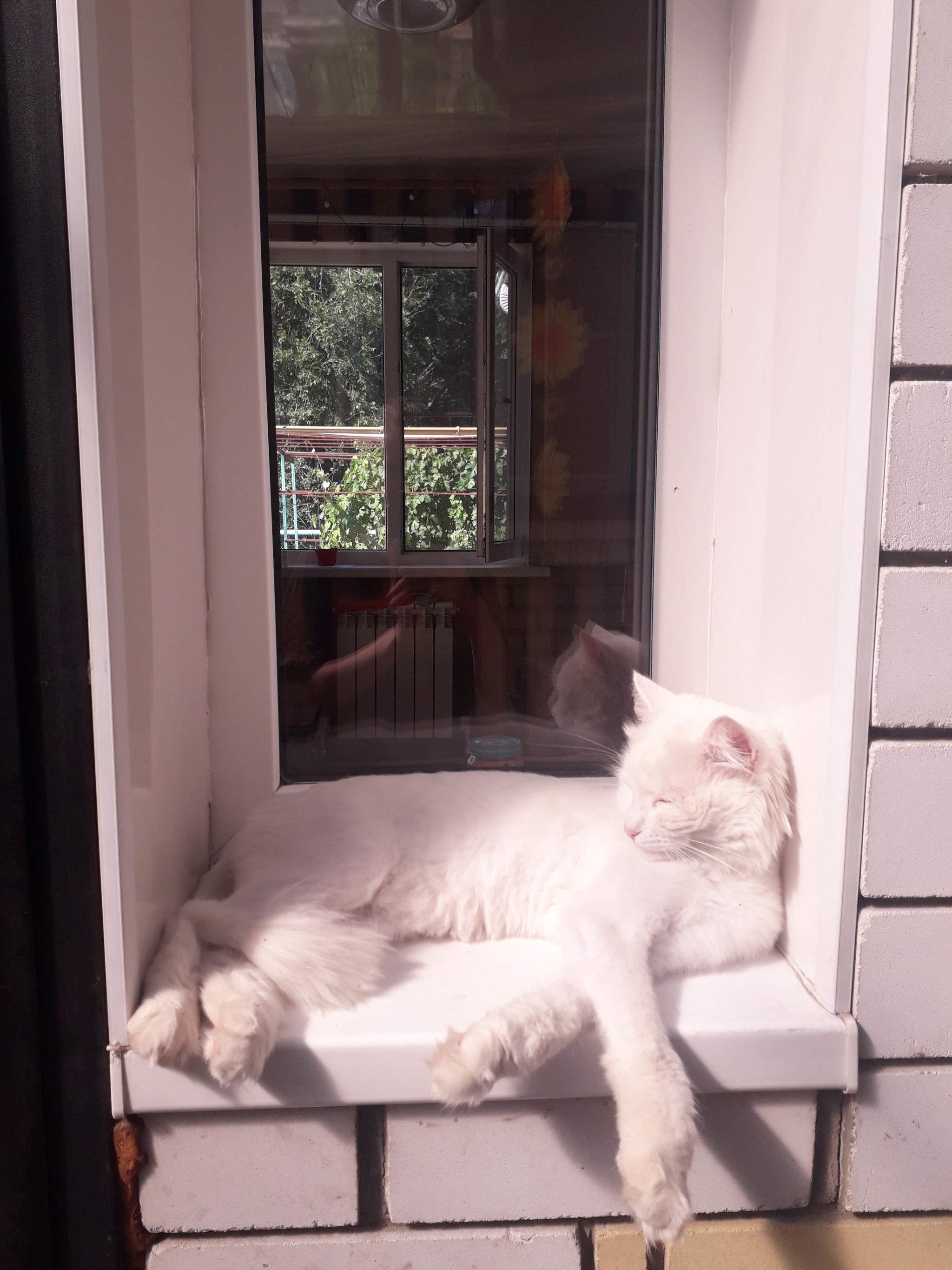 chill out - My, cat, Window, The photo