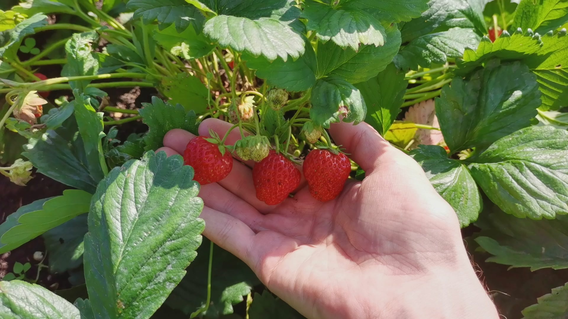 Strawberries for the winter. - My, Strawberry (plant), Strawberry, Berries, Freezing, For the winter, Video