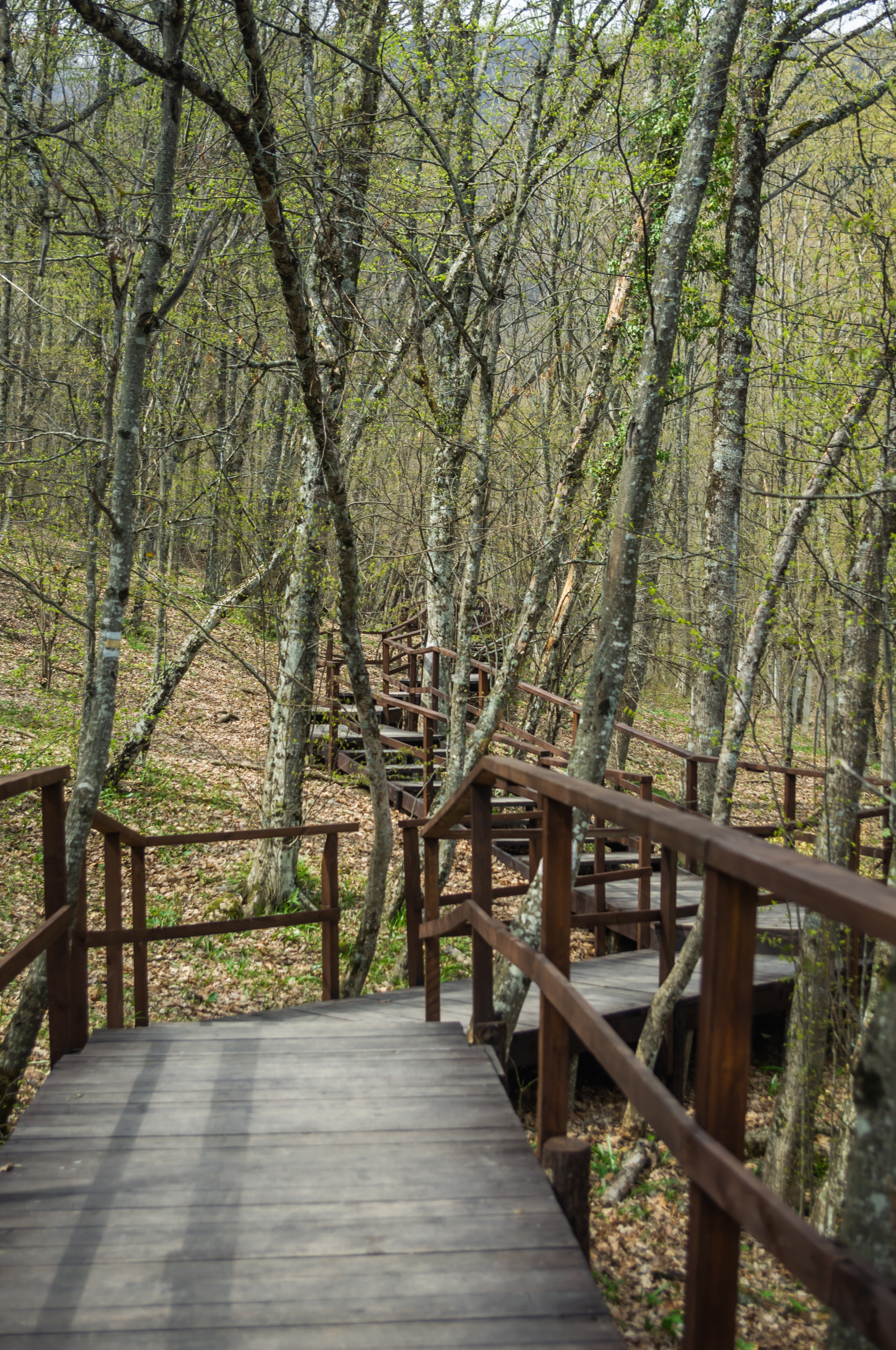 Spring forest and path to Jur-Jur waterfall - My, The photo, Crimea, Jur-Jur Waterfall, Jur-Jur, Spring, Tourism, Travels, Forest, Longpost