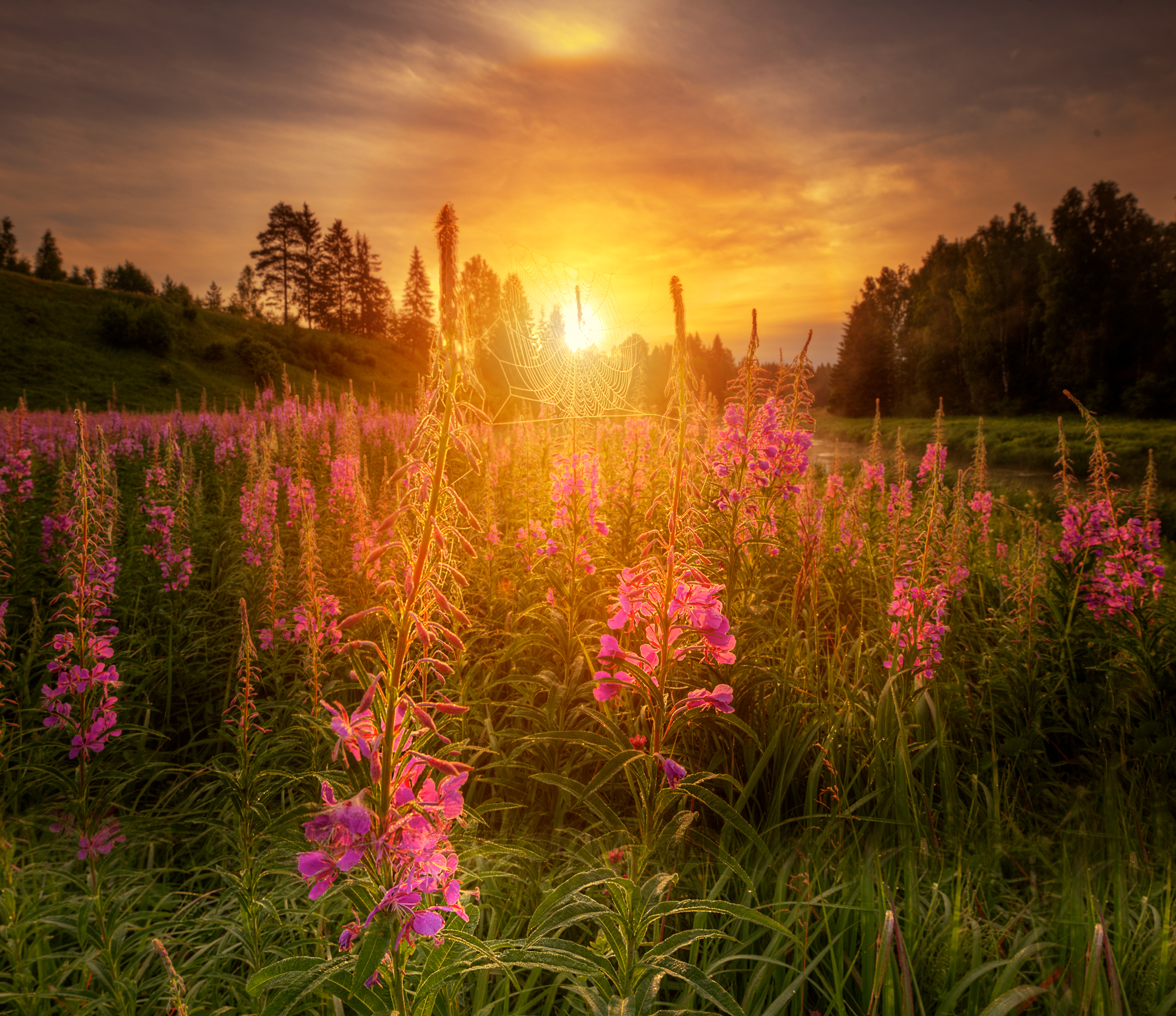 July - The photo, Nature