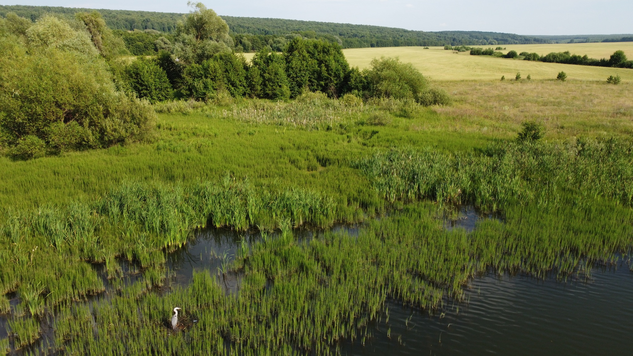 Пролет над гнездом цапли - Моё, Фотография, Дрон, DJI, Птицы