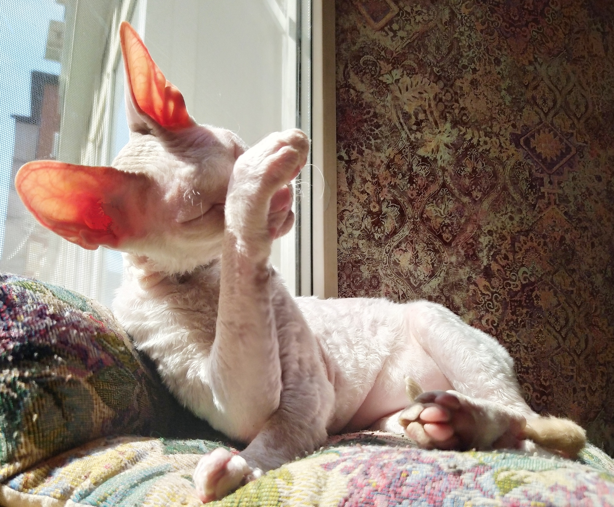 Cornish Rex Thomas - My, cat, Cornish Rex, Longpost, Heterochromia