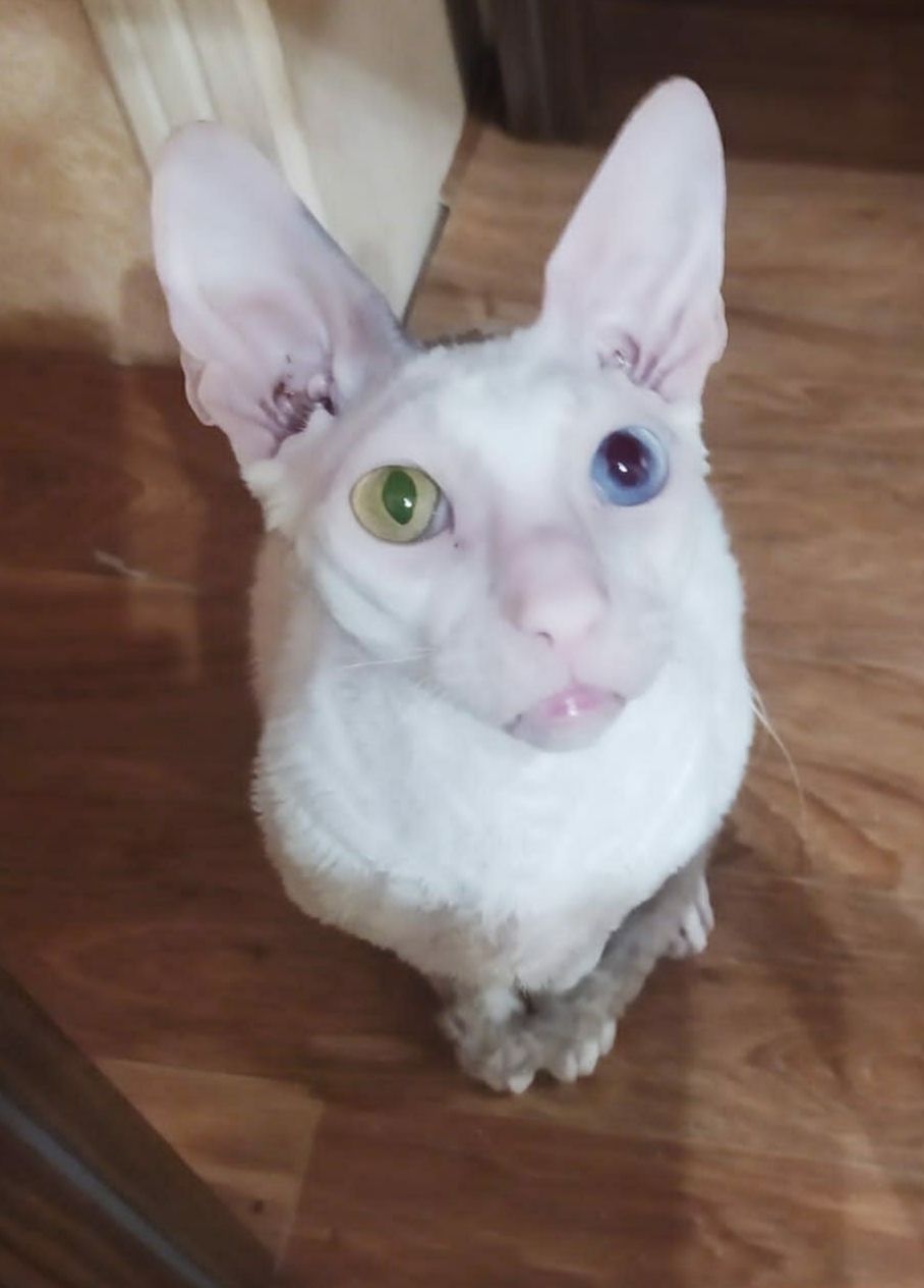 Cornish Rex Thomas - My, cat, Cornish Rex, Longpost, Heterochromia