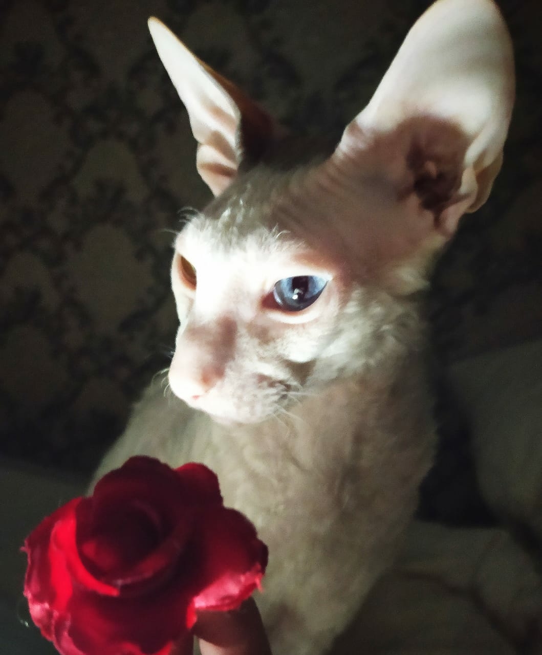 Cornish Rex Thomas - My, cat, Cornish Rex, Longpost, Heterochromia